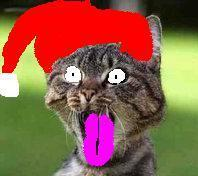 christmas cat