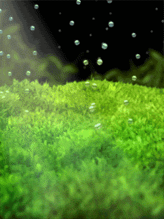 bubbles