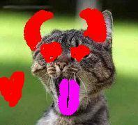 valentine cat