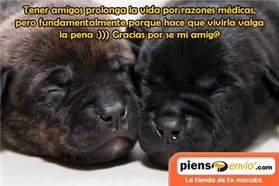 Un amigo, un tesoro