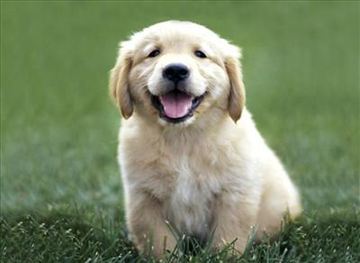 Senin Köpeğin Hangisi?