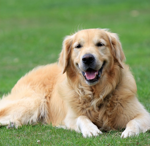 Köpeğim