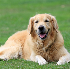 Köpeğim