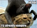 Lolz Cats