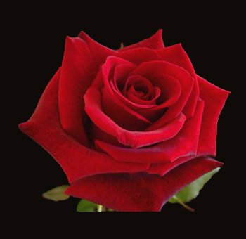 Red Rose