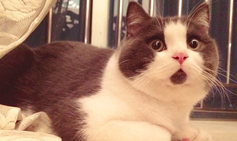 Hanhi Kedi Sana Benziyor