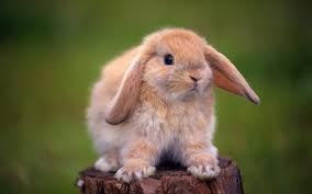 rabbit 