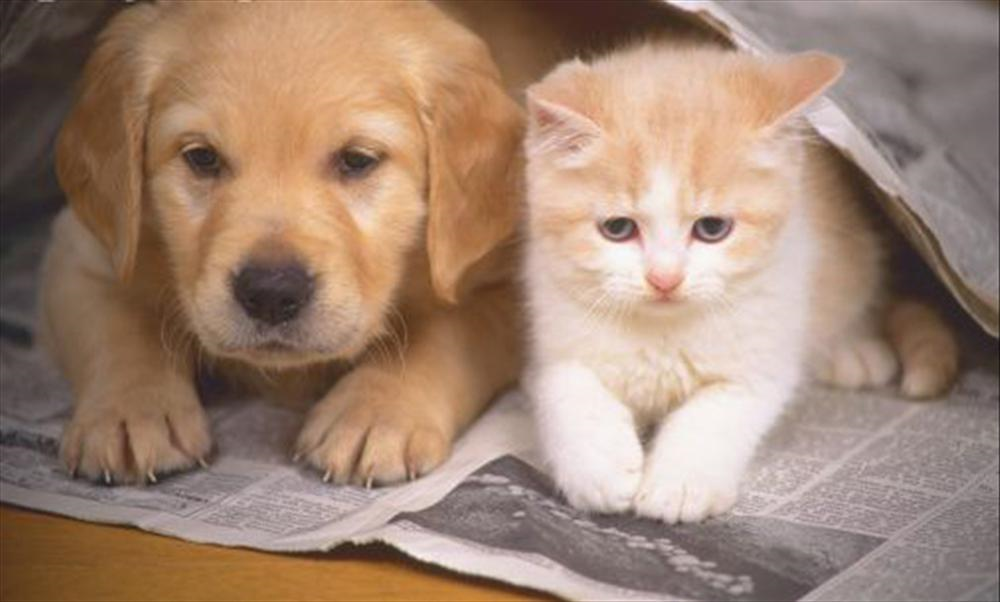 Kedi Sever Misin?