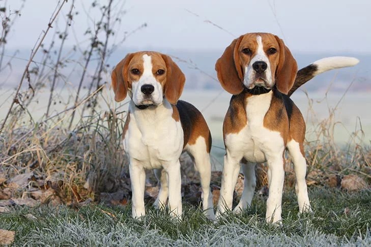 Beagle 