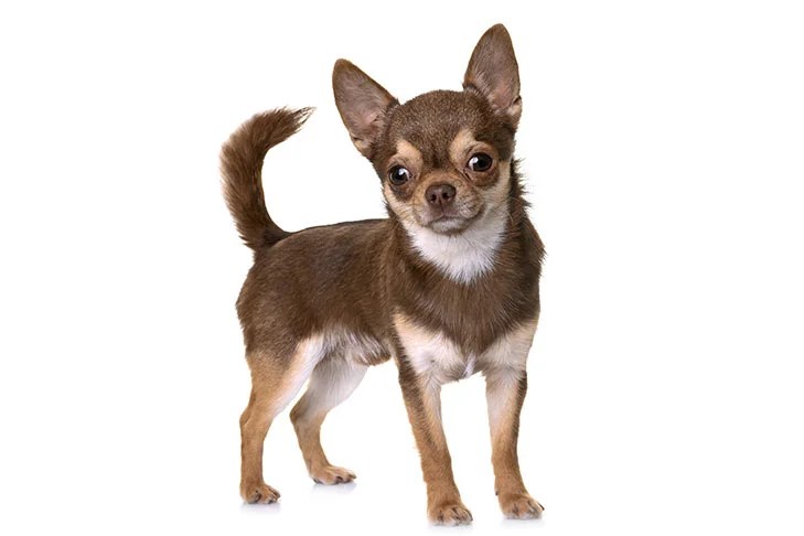 Chihuahua 