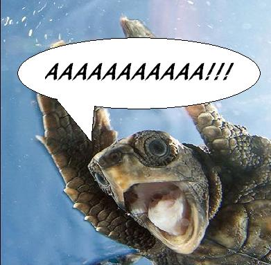 Será Que Hoje Vou Pisar Uma Tartaruga?
