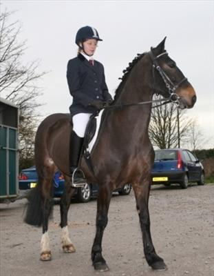 What Horse Breed Are You?