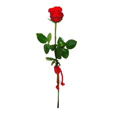 Rosa Roja