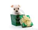 Dogy2