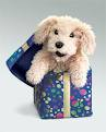 Dogy3