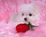 Sweet Taddy4