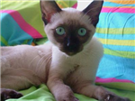 Siyam Kedi