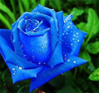 Blue roses