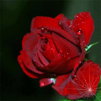 Rosas rojas