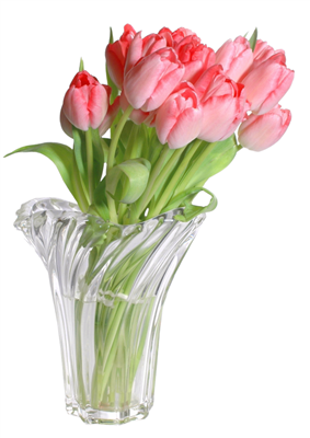 Tulipanes