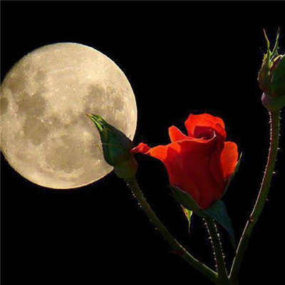 Rosas rojas