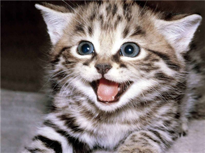 Kedi Seviyordursun İnşallah.