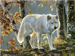 Save The Wolves