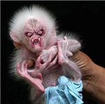 Weird Freaky Animals