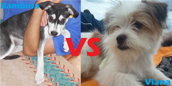 Bmbina Vs Viana