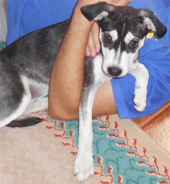 Bambina