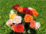 Cute Flowers