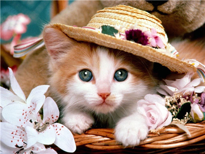 kedi