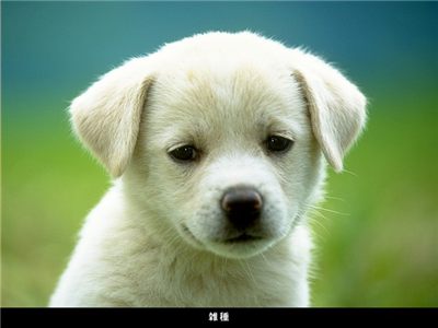 sevimli köpek