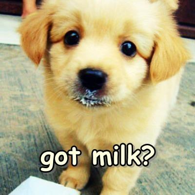 CUTE DOG