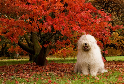 CUTE DOG