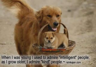 CUTE DOG