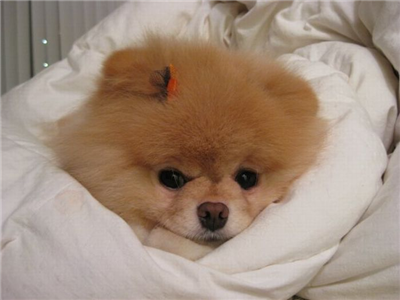 BOO