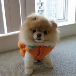 BOO