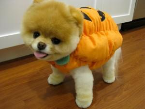 CUTE DOG