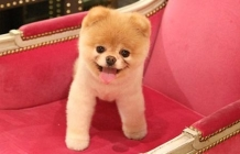 BOO