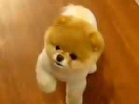 BOO