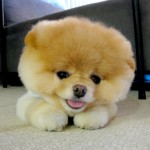 BOO