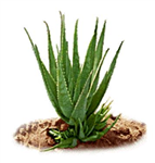 ~-Plant Gifts-~
