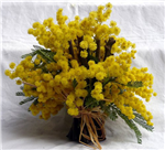 Una Mimosa Per Te
