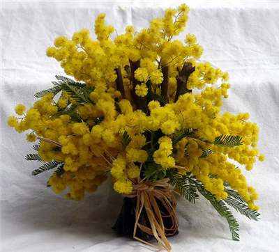UNA MIMOSA PER TE