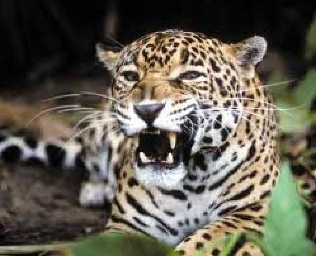 Que Animal Eres??