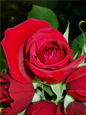 Red rose