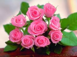 pink roses