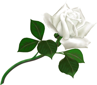 White rose for friendship