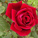 Red rose